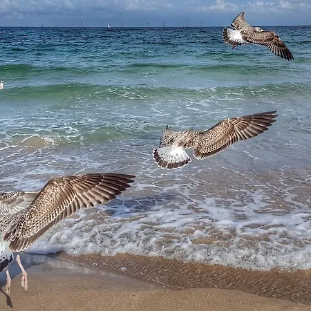 Andreea 2* Eforie Nord